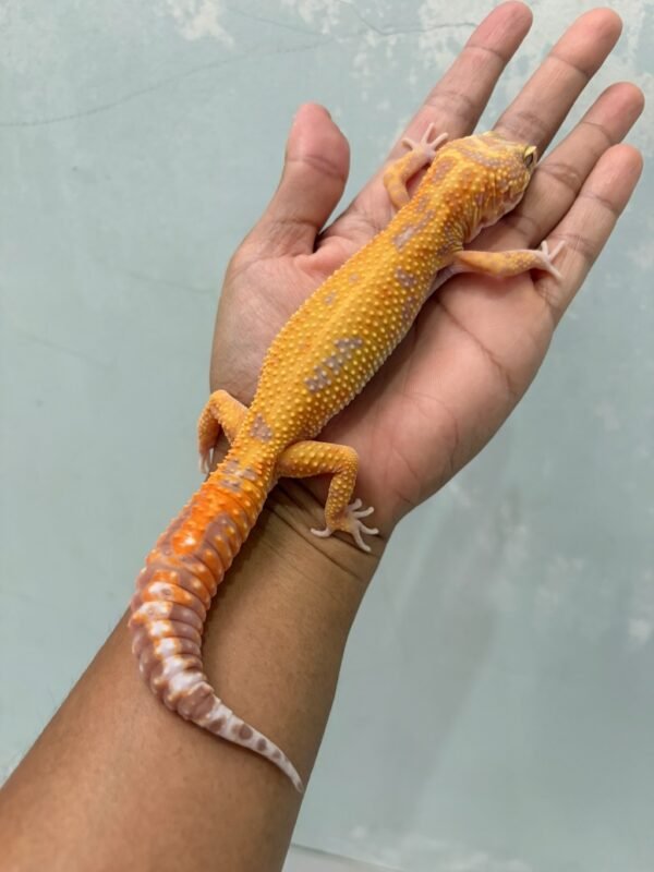 jual gecko aptor ct ph raptor jantan siap kawin