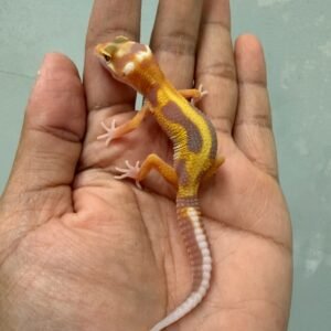 IMG_1402 jual gecko white & yellow tremper stripe