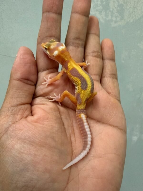 jual gecko white & yellow tremper stripe