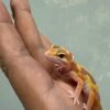 White & Yellow Tremper Stripe - incub Jantan - R261332 - RARE