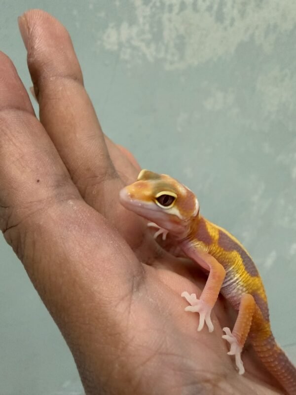 White & Yellow Tremper Stripe - incub Jantan - R261332 - RARE