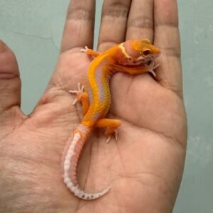 IMG_1405 jual gecko bell lavender stripe het radar