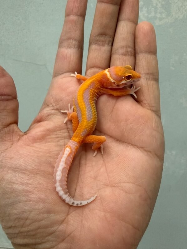 IMG_1405 jual gecko bell lavender stripe het radar