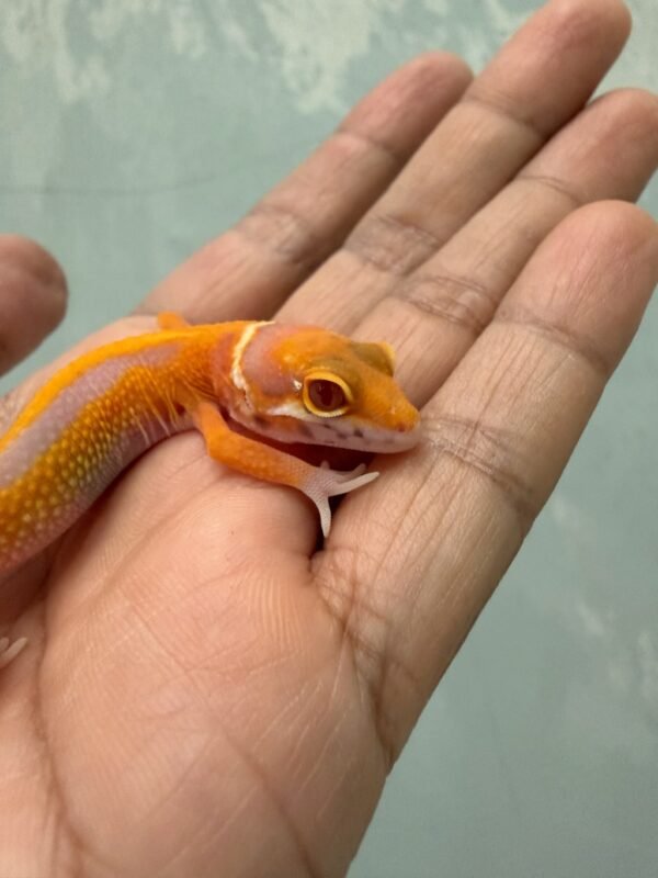 IMG_1406 Bell Lavender Stripe het Radar - incub Betina - R261155 - NICE COLOR