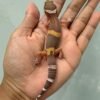 IMG_1408 jual gecko chocolate jantan baby