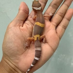 IMG_1408 jual gecko chocolate jantan baby