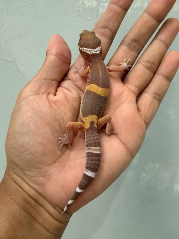 IMG_1408 jual gecko chocolate jantan baby