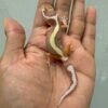 IMG_1411 jual gecko tremper bold stripe incub jantan baby murah