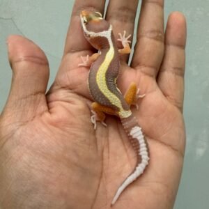 IMG_1411 jual gecko tremper bold stripe incub jantan baby murah