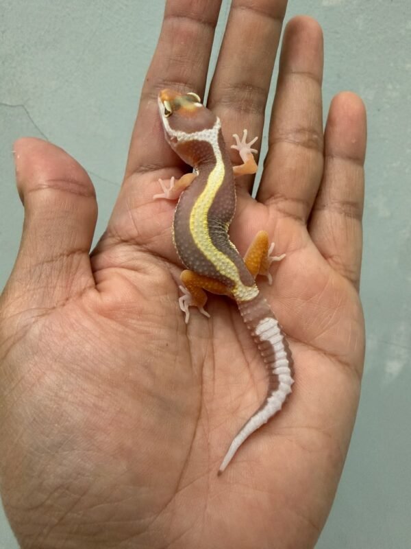 IMG_1411 jual gecko tremper bold stripe incub jantan baby murah