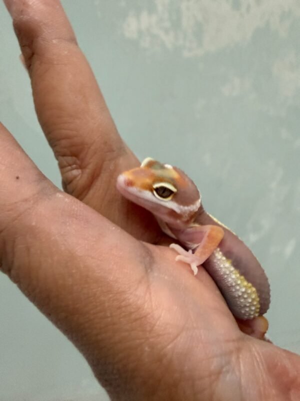 IMG_1412 Tremper Bold Stripe - incub Jantan - R260985