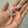 jual gecko super raptor ph ember incub betina baby