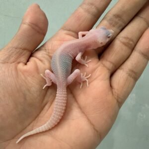 IMG_1417 jual gecko super raptor ph ember incub betina baby