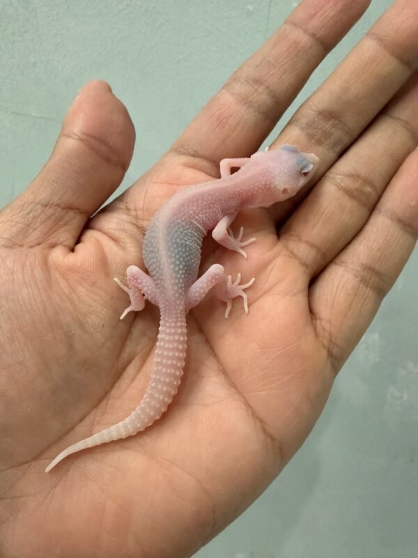 jual gecko super raptor ph ember incub betina baby