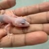 mata merah gecko