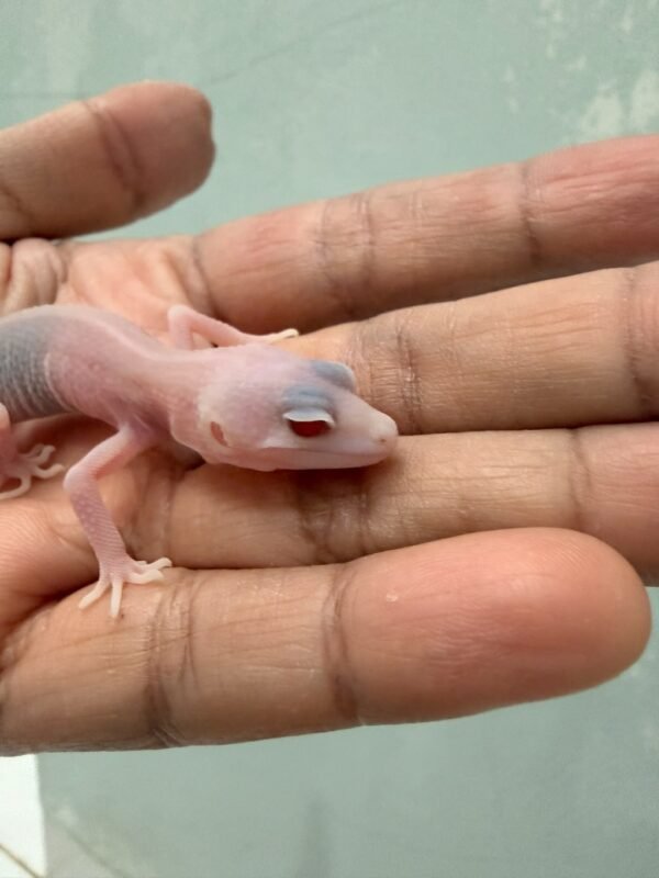 mata merah gecko