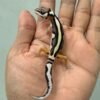 jual mack snow bold stripe leopard gecko baby