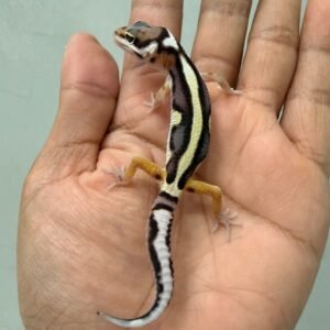 IMG_1426 jual mack snow bold stripe leopard gecko baby