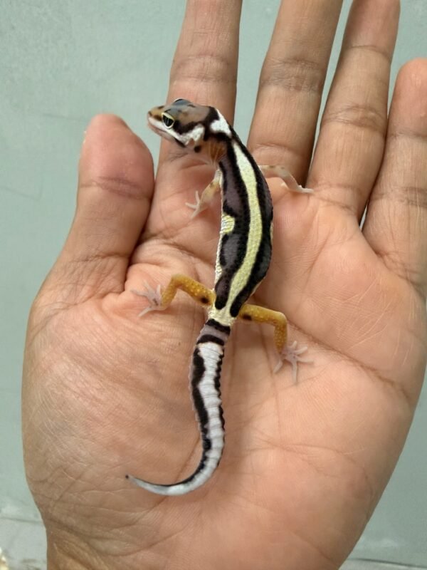 jual mack snow bold stripe leopard gecko baby
