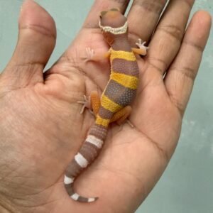 IMG_1432 jual gecko tangerine albino black night cross incub betina baby murah