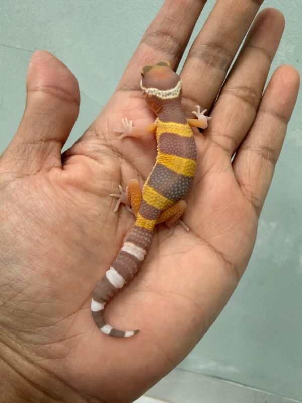IMG_1432 jual gecko tangerine albino black night cross incub betina baby murah
