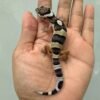 IMG_1435 jual gecko mack snow poss super giant incub betina baby