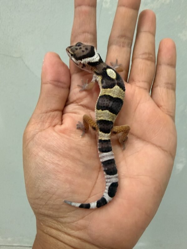 IMG_1435 jual gecko mack snow poss super giant incub betina baby