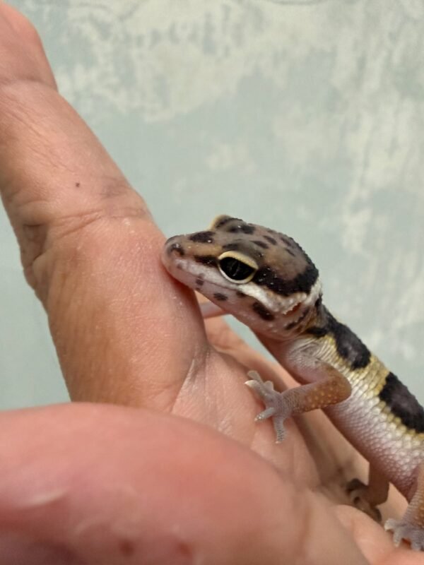 IMG_1436 mata gecko mack snow