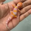 IMG_9364 bell lavender leopard gecko baby