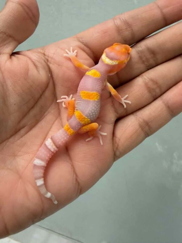 IMG_9364 bell lavender leopard gecko baby