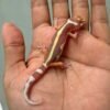 IMG_9379 tremper bold stripe leopard gecko baby