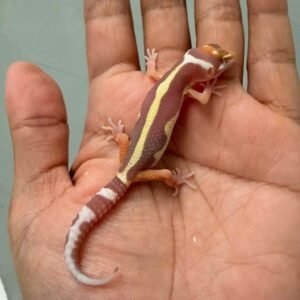 IMG_9379 tremper bold stripe leopard gecko baby