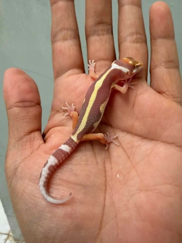 IMG_9379 tremper bold stripe leopard gecko baby