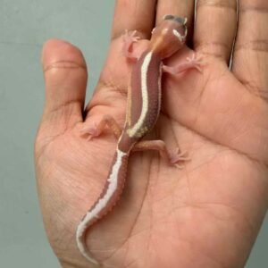 IMG_9396 gecko tremper bold stripe baby