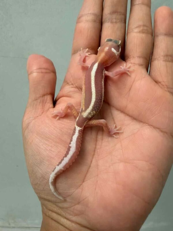 IMG_9396 gecko tremper bold stripe baby