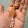 IMG_9404 fire tremper repjak line leopard gecko baby