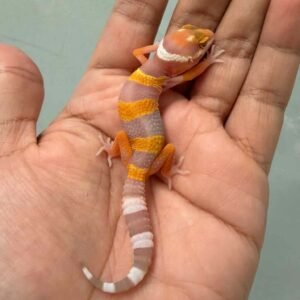 IMG_9404 fire tremper repjak line leopard gecko baby