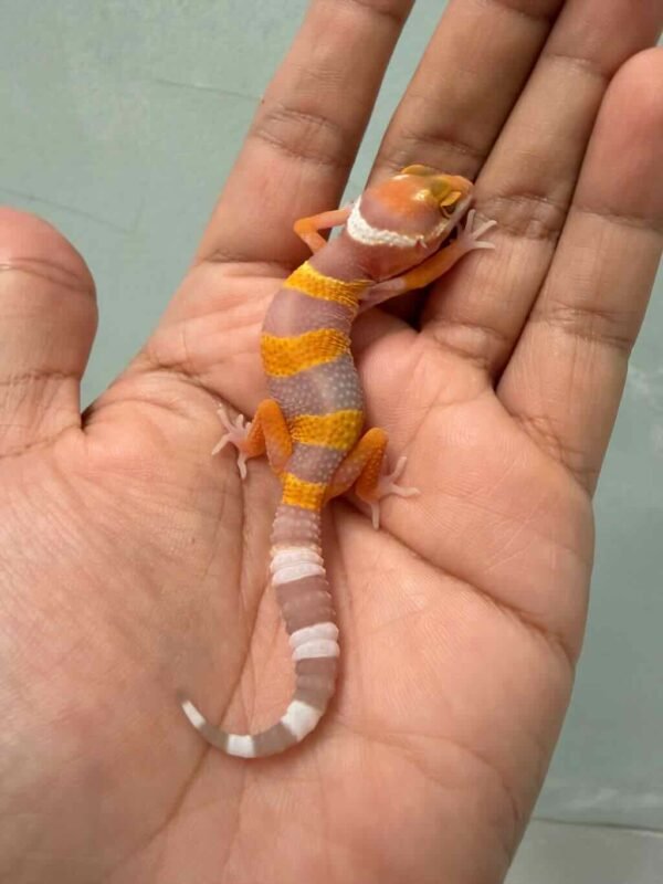 IMG_9404 fire tremper repjak line leopard gecko baby