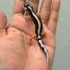 IMG_9407 bold stripe gecko baby