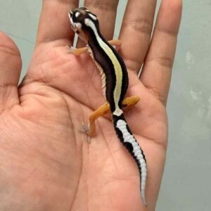 IMG_9407 bold stripe gecko baby