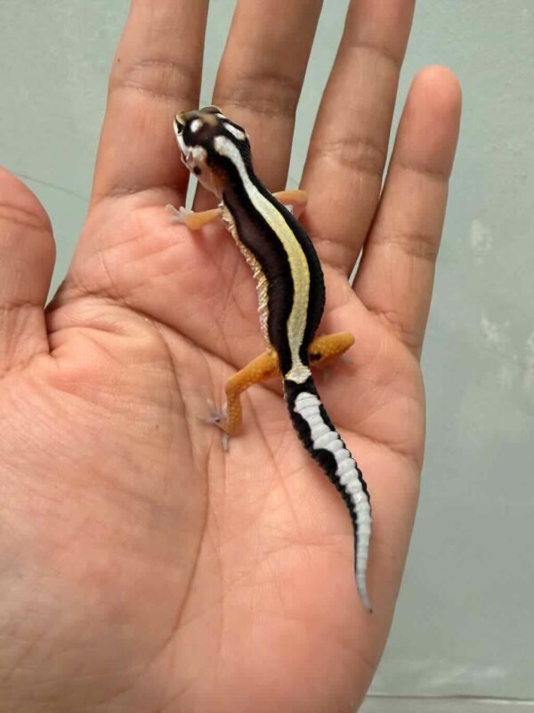 IMG_9407 bold stripe gecko baby