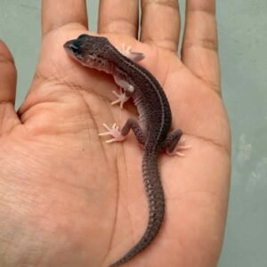 IMG_9413 gecko super snow eclipse het diablo blanco baby