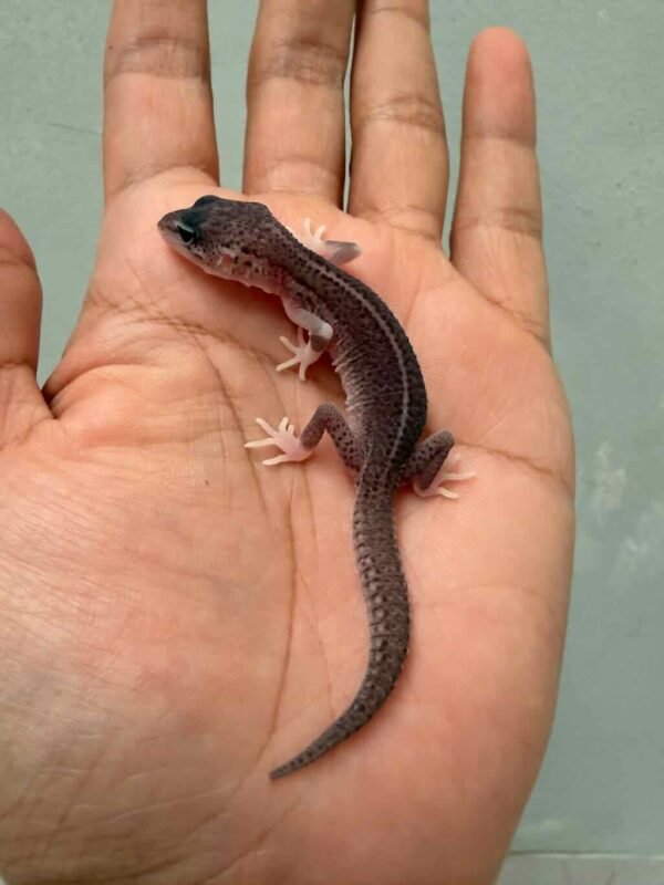 IMG_9413 gecko super snow eclipse het diablo blanco baby