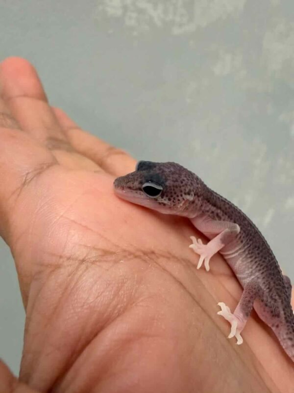 IMG_9414 Super Snow Eclipse het Diablo Blanco - incub Betina - R260798