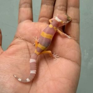 IMG_9417 tangerine chocolate gecko baby
