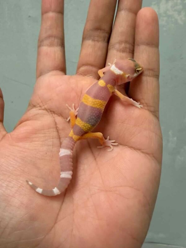 IMG_9417 tangerine chocolate gecko baby