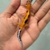 IMG_9426 jual gecko patty stripe poss giant jantan baby
