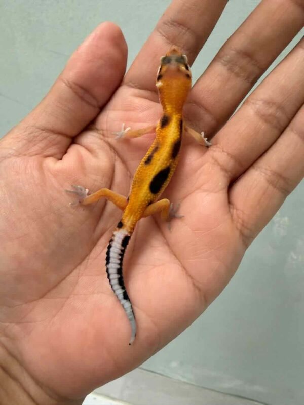 IMG_9426 jual gecko patty stripe poss giant jantan baby