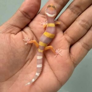 IMG_9433 jual gecko tangerine albino baby murah