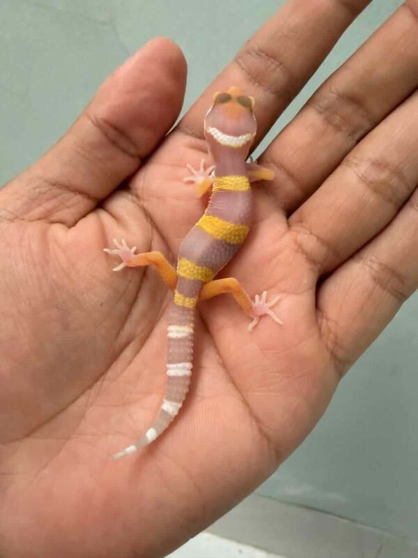 IMG_9433 jual gecko tangerine albino baby murah